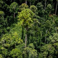 Nový nejvyšší tropický strom světa (Zdroj: Mongabay.com)