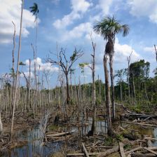 Nelegální těžba v Národním parku v Peru