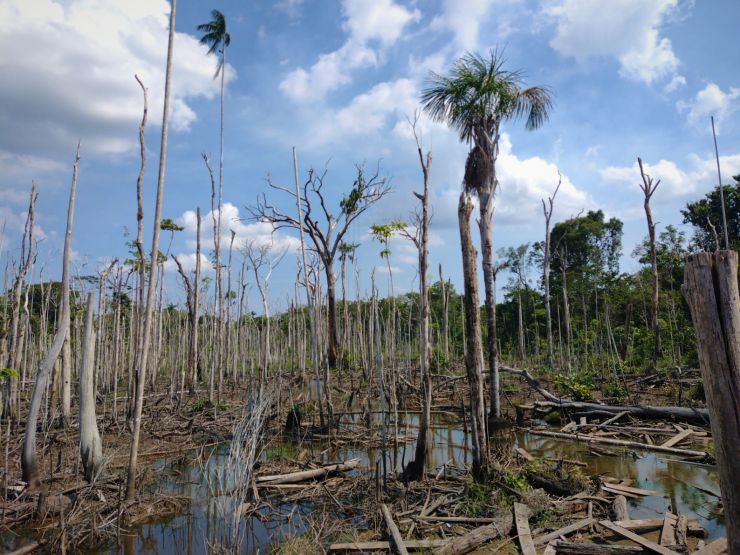 zobrazit detail snímku: Nelegální těžba v Národním parku v Peru