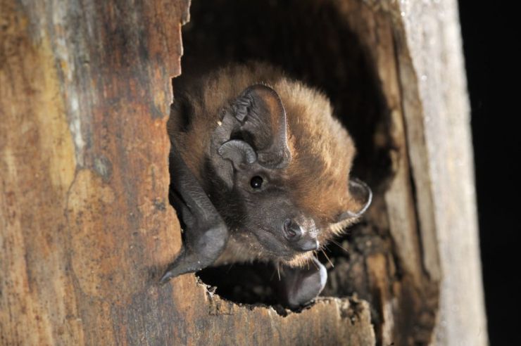 zobrazit detail snímku: Netopýr obrovský