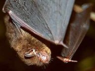 Netopýr hvízdavý - Pipistrellus pipistrellus: Netopýr hvízdavý je na většině území, které…