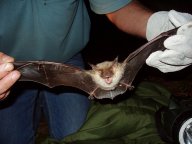 Podzimní odchyty netopýrů: Tento článek je součástí prezentace činnosti...