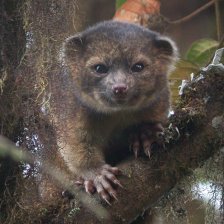 Bassaricyon neblina neboli „olinguito“ - malý olinguito