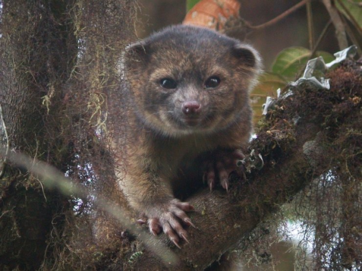 zobrazit detail snímku: Bassaricyon neblina neboli „olinguito“ - malý olinguito