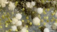 Nikon zveřejnil nejlepší letošní videa natočená přes mikroskop: Šestý ročník soutěže Nikon Small World in…