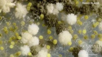 zobrazit detail snímku: 