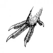 Tetřívek - detail nohy