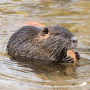 Zimní příběh tropické nutrie Zimní příběh tropické nutrie