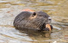 Zimní příběh tropické nutrie