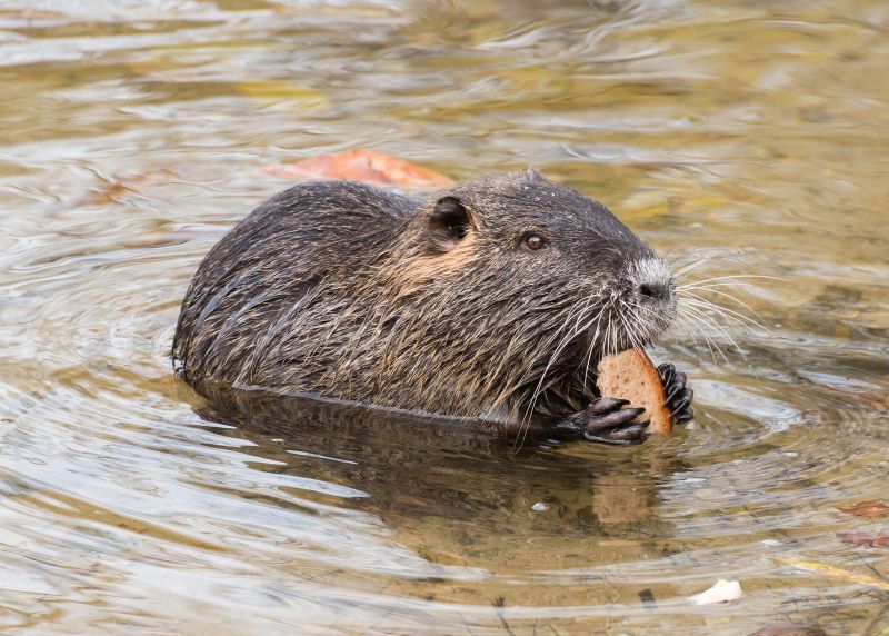 Nutrie říční - klikněte pro zobrazení detailu