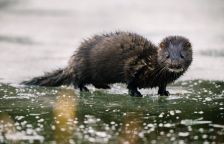 Vetřelec v černém sametu na českých zimních tocích – Norek americký