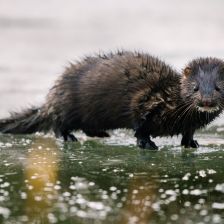 Vetřelec v černém sametu na českých zimních tocích – Norek americký