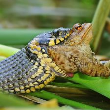 Užovka obojková (Natrix natrix) je náš nejběžnější druh hada; na snímku při polykání ropuchy obecné (Bufo bufo).
