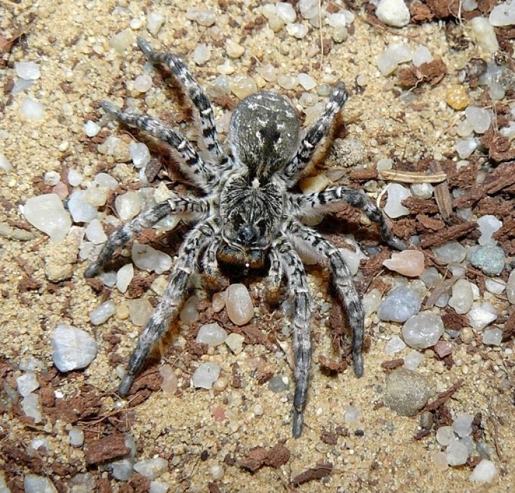zobrazit detail snímku: Slíďák tatarský s délkou těla až 4 cm patří mezi největší evropské pavouky. 