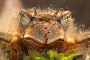Larva páskovce (řád vážky)  - klikněte pro zobrazení detailu