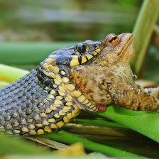 Užovka obojková (Natrix natrix) je náš nejběžnější druh hada; na snímku při polykání ropuchy obecné (Bufo bufo).