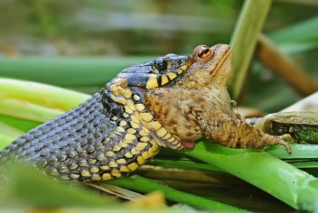 Užovka obojková (Natrix natrix) je náš nejběžnější druh hada; na snímku při polykání ropuchy obecné (Bufo bufo). - klikněte pro zobrazení detailu