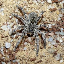 Slíďák tatarský s délkou těla až 4 cm patří mezi největší evropské pavouky. 