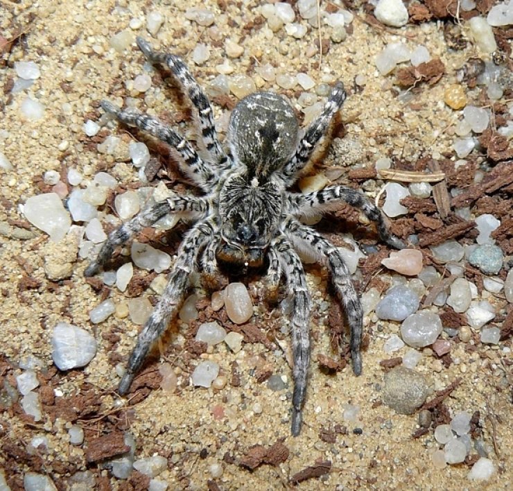zobrazit detail snímku: Slíďák tatarský s délkou těla až 4 cm patří mezi největší evropské pavouky. 