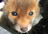 Malé lišče zachráněno. Je to ale skutečně dobrý konec?: Na jaře není až tak těžké potkat v volné…