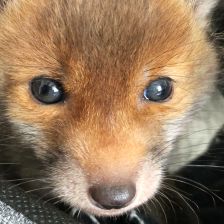 Kuk!