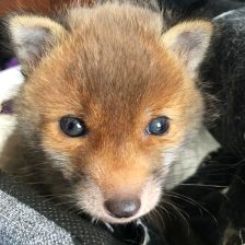 Kuk!