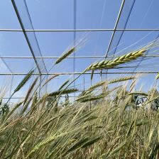 Polodivoká pšenice tvrdá Triticum turgidum subsp. dicoccum sesbíraná v horských oblastech v okolí Myjavy na Slovensku. 