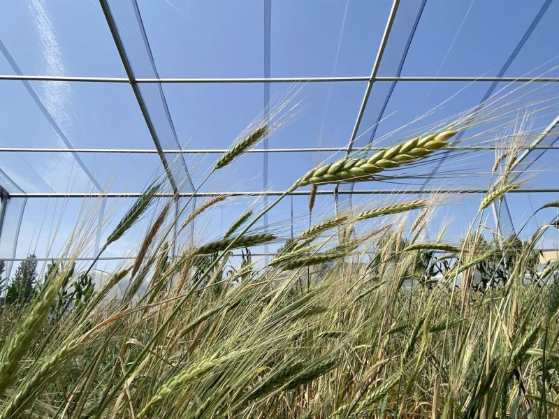 Polodivoká pšenice tvrdá Triticum turgidum subsp. dicoccum sesbíraná v horských oblastech v okolí Myjavy na Slovensku.  - klikněte pro zobrazení detailu