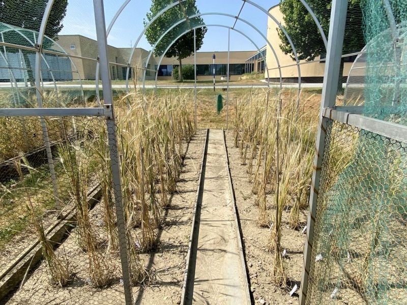 Divoká pšenice Triticum monococcum var. boeticum z Libanonu - klikněte pro zobrazení detailu