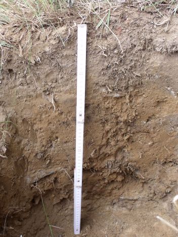 Kambizem - klikněte pro zobrazení detailu