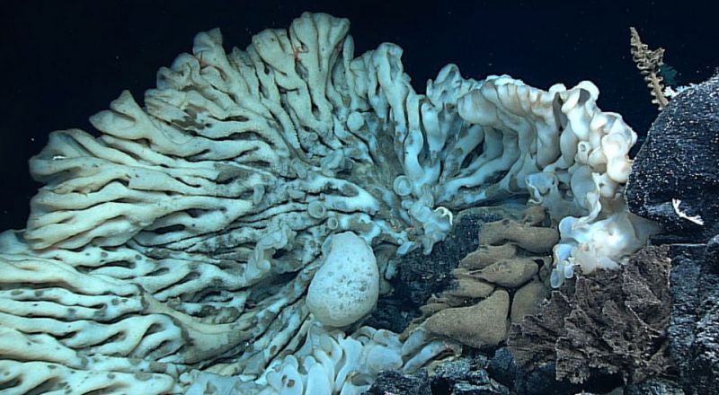 Obří mořská houba - klikněte pro zobrazení detailu