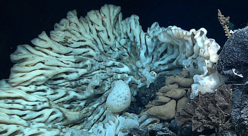 Obří mořská houba - klikněte pro zobrazení detailu