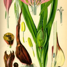 ilustrace ocún