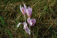 Ocún jesenní - Colchicum autumnale: Tato trvalka patří mezi na podzim kvetoucí…