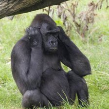 Kijivu