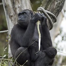Kijivu s Mojou
