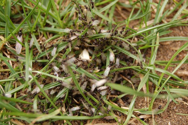 zobrazit detail snímku: Okřídlení mravenci obecní
