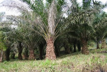 Palma ze které se získává palmový olej - klikněte pro zobrazení detailu