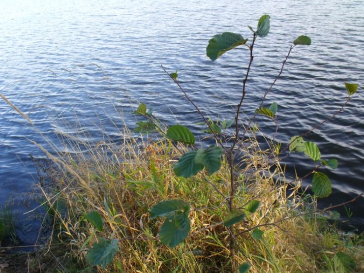 zobrazit detail snímku: Olše lepkavá