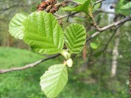 Olše lepkavá  - Alnus glutinosa: Klasika u břehů vodních toků.