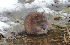 Americký otužilec z Dobříše: Zimní příběh ondatry