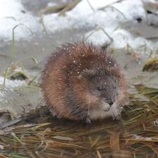 Americký otužilec z Dobříše: Zimní příběh ondatry