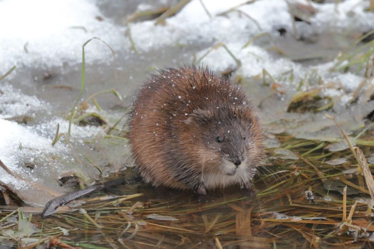 zobrazit detail snímku: Ondatra pižmová