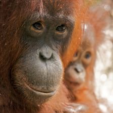Portrét orangutaní matky