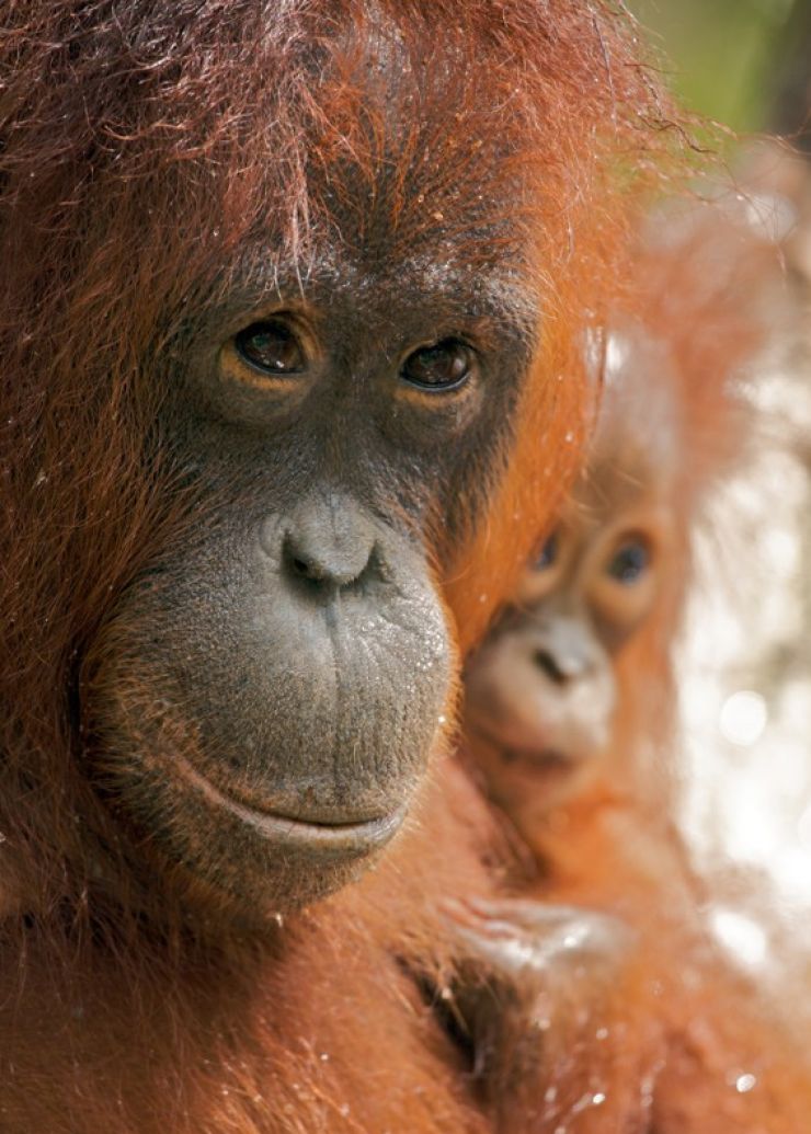 zobrazit detail snímku: Portrét orangutaní matky