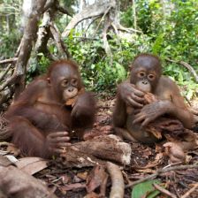 Malí orangutani