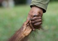 Inspirace přírodou (4. díl) - Quo vadis Homo sapiens ?: V předchozích dílech Inspirace přírodou jsme si…