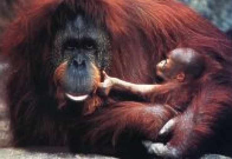 zobrazit detail snímku: Orangutan