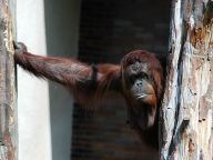 Orangutan