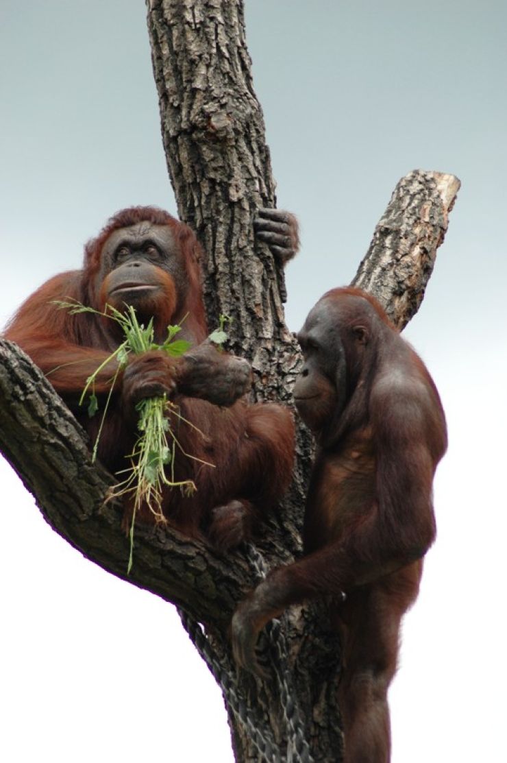 zobrazit detail snímku: orangutani